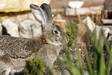 Portrait of a big beautiful rabbit in the yard