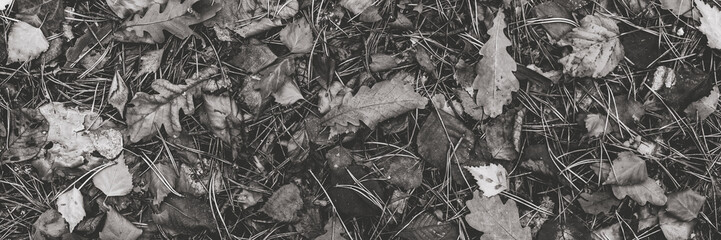 Dark leaves autumn background for design