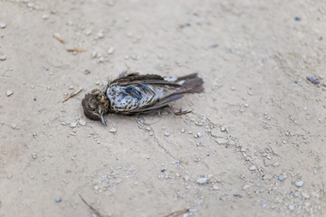 Dead bird on concrete floor