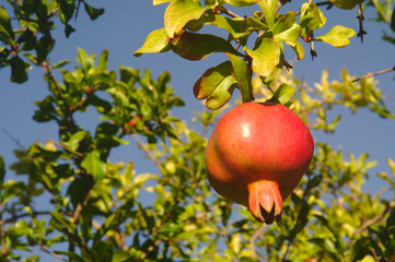 Big beautiful ripe pomegranate fruit hanging on a tree branch in the autumn garden. Harvest concept. Deep blue sky. Selective focus with blurred background (bokeh).