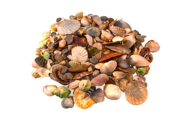 seashell isolated on white background