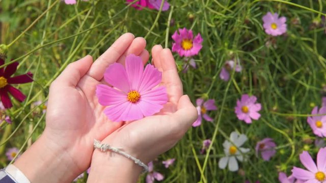 Pink blooming cosmos flower in hand at garden, love concept