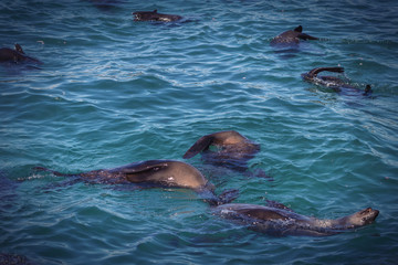 Obraz premium Seals swimming in the ocean in South Africa