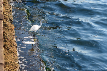 Little egret or Egretta garzetta in lagoon Orbetello on peninsula Argentario. Italy