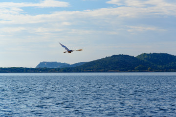 Fototapeta na wymiar Little egret or Egretta garzetta in lagoon Orbetello on peninsula Argentario. Italy