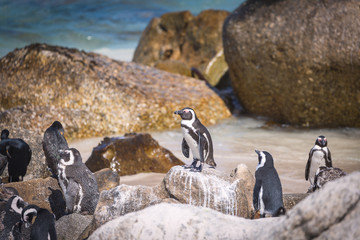 African penguin colony at Boulders beach, South Africa