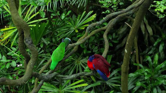 Green and red couple Eclectus parrots