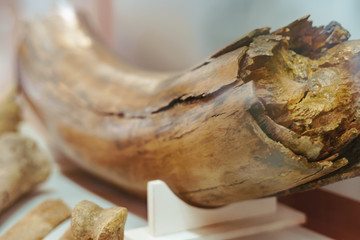 ancient mammoth bones
