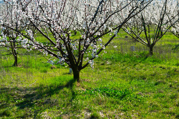 Almond trees at spring