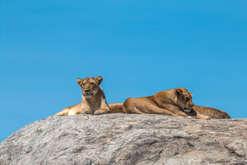 Lion family in Serengeti Tanzania