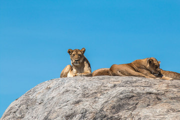 Lion family in Serengeti Tanzania