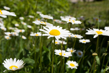 Daisy in a meadow rich in flowers at dawn.