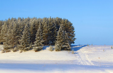 coniferous forest and field under the snow on a sunny day