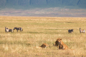 male lion in Ngorongoro Conservation Area Tanzania