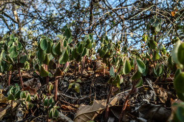 plants in the garden