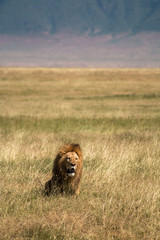 male lion in Ngorongoro Conservation Area Tanzania