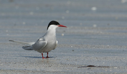 An Arctic Tern (Sterna paradisaea) standing on a beach on North Uist in the outer Hebrides.