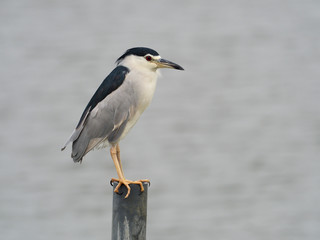 Black-crowned night-heron, Nycticorax nycticorax