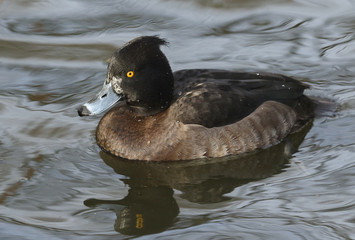 A pretty Tufted Duck, Aythya fuligula swimming on a lake.