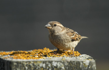 A female House Sparrow (Passer domesticus) perched on a tree stump covered in lichen.