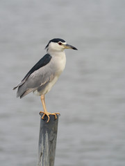 Black-crowned night-heron, Nycticorax nycticorax