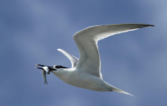 A Sandwich Tern (Sterna sandvicensis) flying with a fish in its beak.