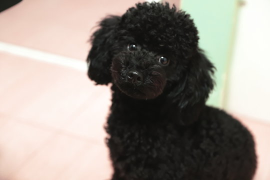black poodle Stock Photo Adobe Stock