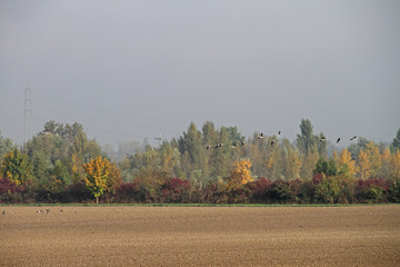 Herbstlandschaft mit Wildgänsen © Asray Laleike
