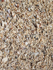 The beach is littered with shells and corals