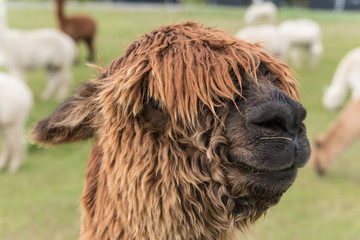A portrait of a hairy, brown alpaca on a farm near Te Anau, Southland, New Zealand. Several more alpaca are visible in the background.