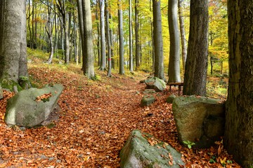 Autumn path with a bench and stones and with colorful leaves between the tall trees