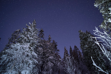 Dairy Star Trek in the winter woods. Dramatic and picturesque scene. In anticipation of the holiday. Carpathian Ukraine.