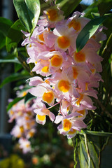 Beautiful Dendrobium thyrsiflorum orchid in the garden with morning sunshine, High altitude...