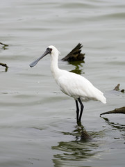 Black-faced spoonbill, Platalea minor