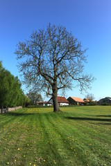 Kastanienbaum am Wiesenrand in Stolpe