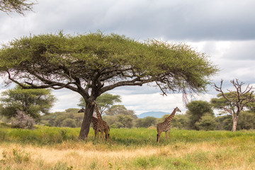 Naklejka na ściany i meble Giraffe in Tarangire National Park Tanzania
