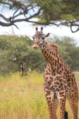 Giraffe in Tarangire National Park Tanzania