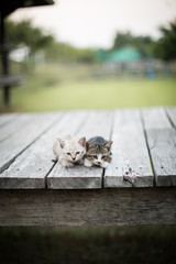 kittens about to fall asleep, awww