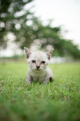 Too early for this kitten