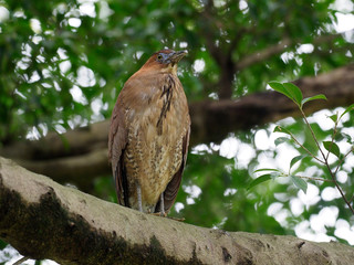 Malayan night-heron, Gorsachius melanolophus