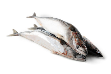 Frozen mackerel isolated on white background.