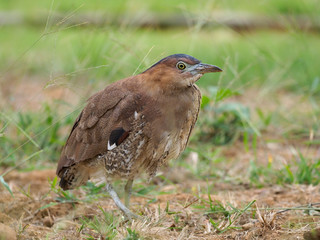 Malayan night-heron, Gorsachius melanolophus