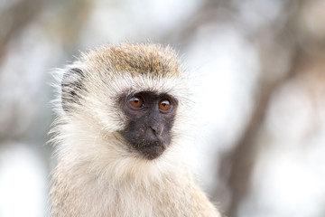 Monkey in Tarangire National Park Tanzania