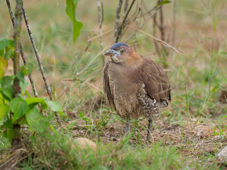 Malayan night-heron, Gorsachius melanolophus