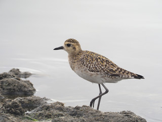 Pacific golden plover, Pluvialis fulva