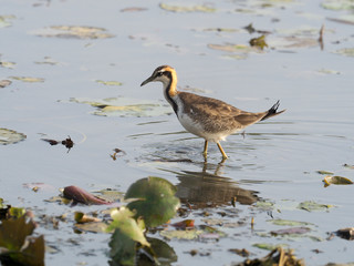 Pheasant-tailed jacana, Hydrophasianus chirurgus