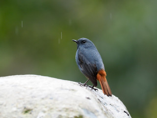 Plumbeous redstart, Rhyacornis fuliginosa