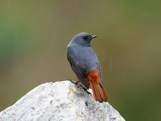 Plumbeous redstart, Rhyacornis fuliginosa