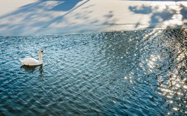 Papier Peint photo autocollant Cygne Scène d& 39 hiver avec un élégant cygne blanc nageant dans la belle rivière glacée avec des rayons de soleil