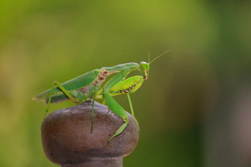 Locust on a colourful natural blur background.